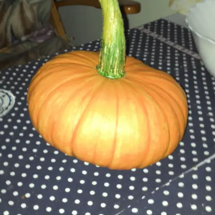Zu viel Obst und Gemüse, wohin damit?