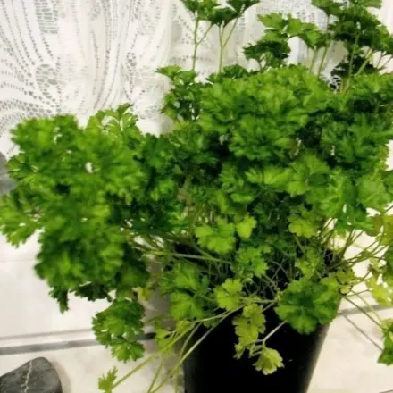 Petersilie im Kräutertopf - mehrmals ernten
