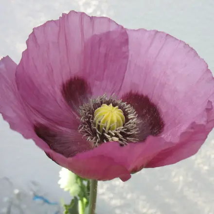 Die Mohnblume: Schön, aber auch gefährlich