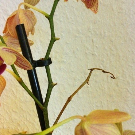 Orchideen: So erfreut man sich an neuen Trieben und Ablegern