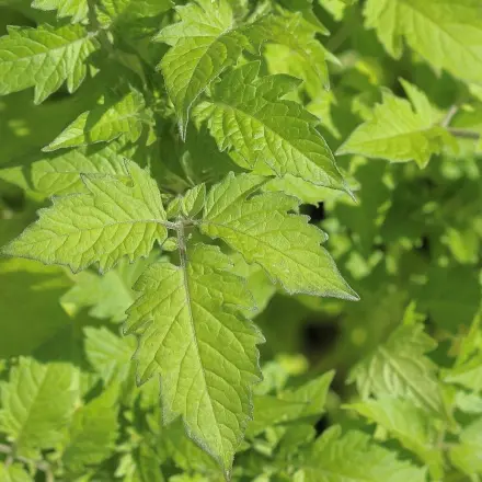 Ameisen vertreiben mit Tomatenblättern