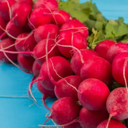 Wie bleiben Radieschen frisch und knackig?
