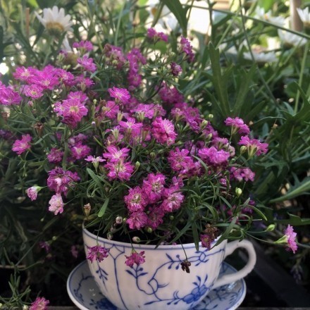 Teetassen als Blumentopf auf dem Balkon