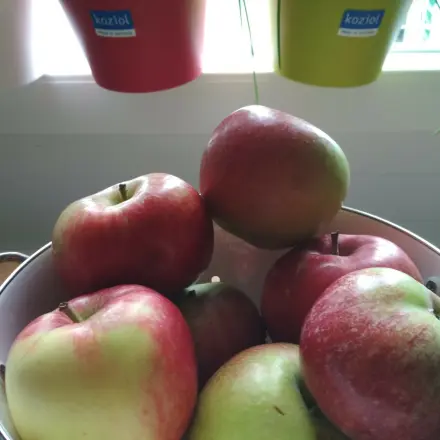 Äpfel für Allergiker