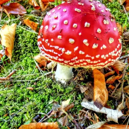 Herbstwald: Balsam für die Seele