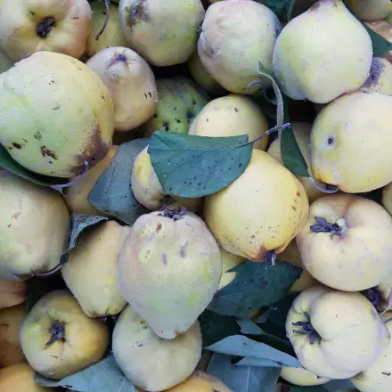 8 Fakten über Quitten