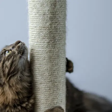Katzenkratzbaum auffrischen