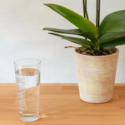 Orchideen mit abgestandenem Selters gießen