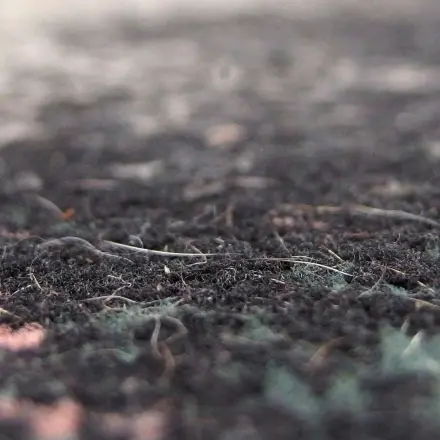 Tierhaare auf dem Teppich mit Weichspüler entfernen