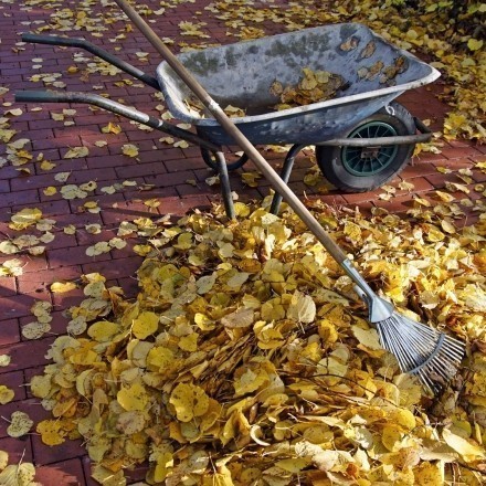 Herbstlaub entfernen: Arbeit erleichtern und Zeit einsparen