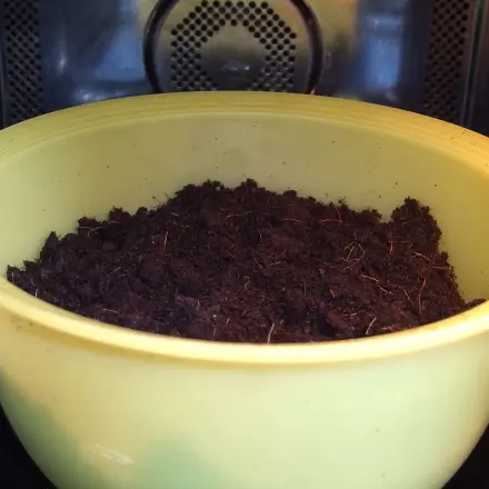 Keine Mücken nach dem Umtopfen - dank Mikrowelle