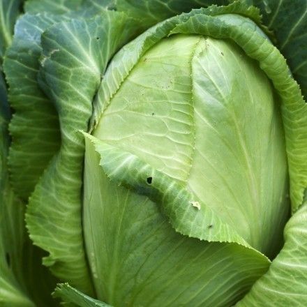 Der Zuckerhut: Ein sehr leckerer und gesunder Wintersalat