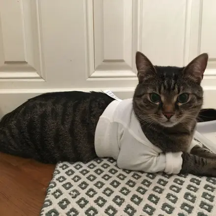 Pfotenverband für die Katze