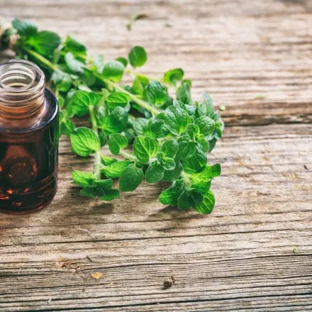 Oregano gegen Nagelpilz