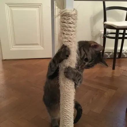 Kratz-Tischbein für Katzen