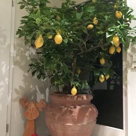 Ausgepresste Bio-Zitrone weiterverwenden