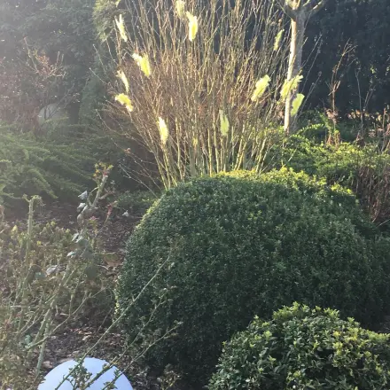 Osterfedern - Paskfjäder