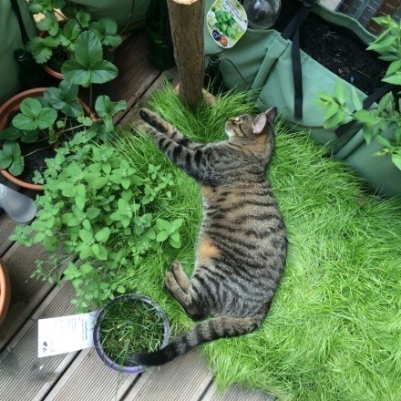 Katzen-Grasbox für den Balkon herstellen