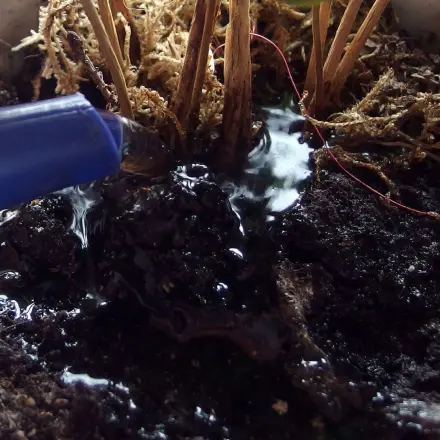 Mit Aquarienwasser Blumen gießen