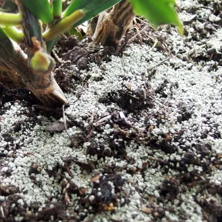 Schimmel auf Blumenerde verhindern