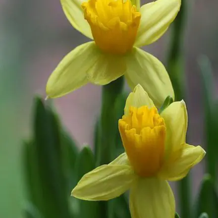 Narzissen lassen andere Blumen in Vase schneller welken