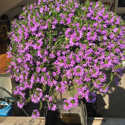 Sehr durstige Hängeampel automatisch bewässern