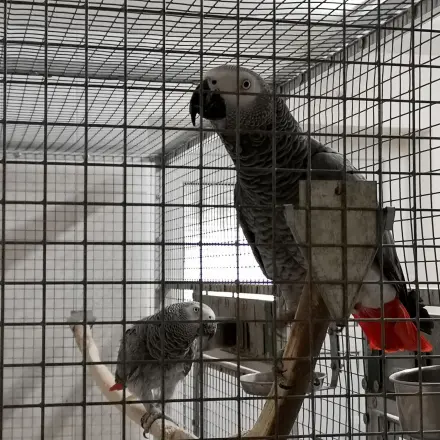 Tiergerüche - ein Mittel zur Abmilderung