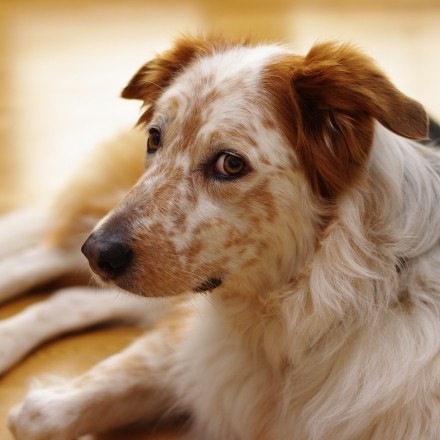 Hundeschreck: Rutschigen Boden vermeiden