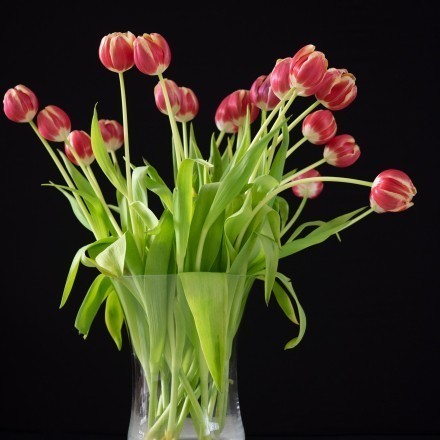 Lange Freude an Tulpen