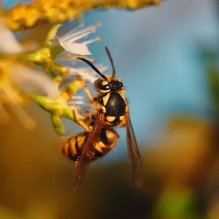 Es ist ein Irrglaube, dass Hornissen giftiger als Wespen und Bienen sind. Um einen gesunden Erwachsenen in Lebensgefahr zu bringen, wären mehrere hundert bis tausend Stiche nötig.
