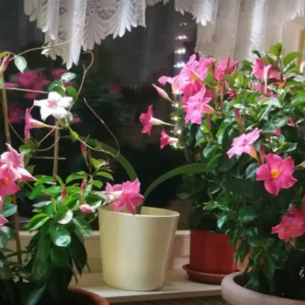 Dipladenia vermehren