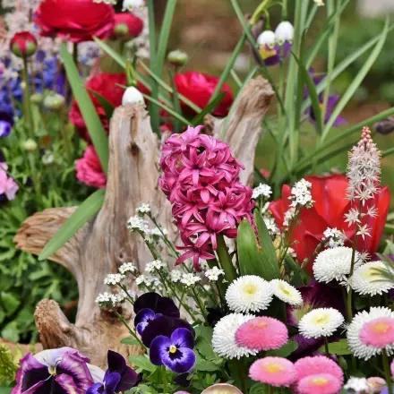 Blumenkalender und essbare Blumen