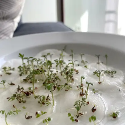 Kresse säen auf Wattepads