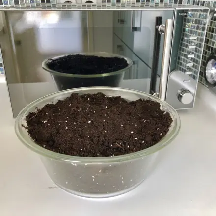 Blumenerde vor dem Gebrauch sterilisieren