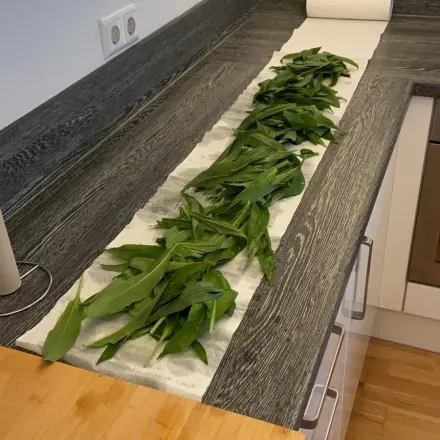 Frisch gepflückten Bärlauch 1-2 Tage frisch halten