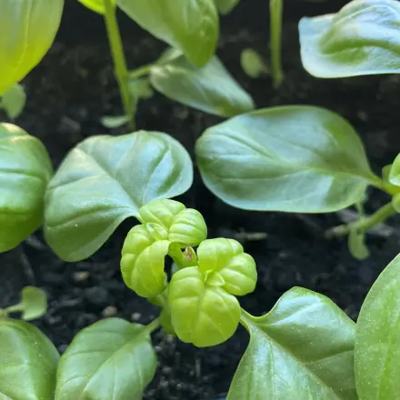 Selbst gezogenen Basilikum buschig bekommen