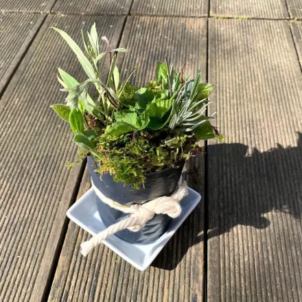 Stecklinge in Moos ziehen & vermehren