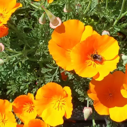 Blütenpracht, Nahrung für Bienen und Insekten