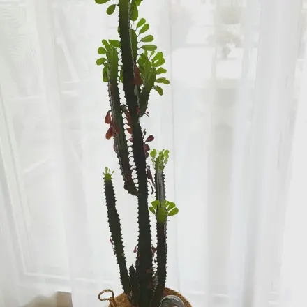 Pflanzen gießen mit Bewässerungskugeln für kräftigen Wachstum