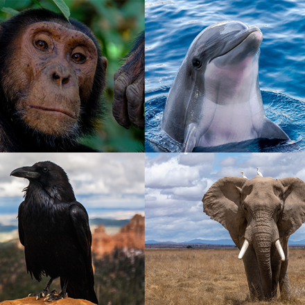 Die 6 intelligentesten Tiere der Welt #FunFriday