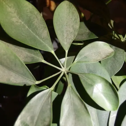 Staub auf grünen Pflanzen in der Dusche einfach entfernen