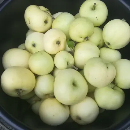 Der Klarapfel - Herkunft und Verwendung