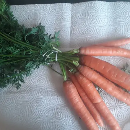 Möhren über drei Wochen im Kühlschrank aufbewahren