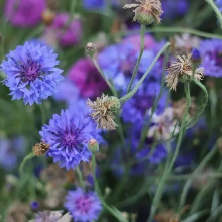 Saatgut ernten: Jetzt Blütenschönheiten fürs nächste Jahr finden