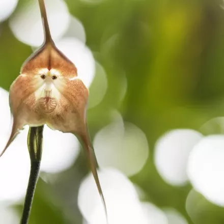 Die dracula simia, die nur in den schwer zugänglichen Hochlandregionen Ecuadors wächst, begeistert Sammler und Züchter mit ihren goldig gemusterten Blütenblättern, die an ein Paviangesicht erinnern.