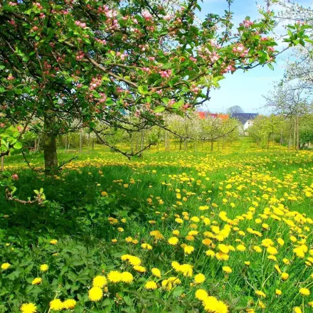 Streuobstwiese statt Obstgarten