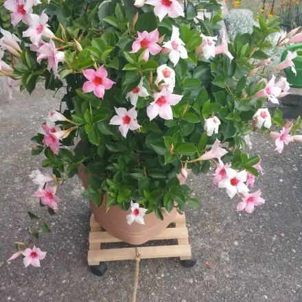 Mit einfachen Mitteln schwere Gegenstände verschieben