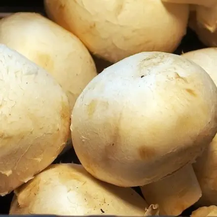Pilze putzen, nie waschen