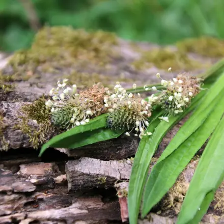 Diese 3 Heilpflanzen und Kräuter helfen bei Husten