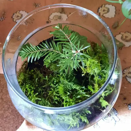 Ewiges Terrarium - ein eigenes kleines Ökosystem